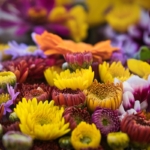 Blooming Splendour: A Journey Through Sanremo’s Enchanting Flower Market